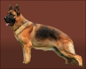 锤系德国牧羊犬