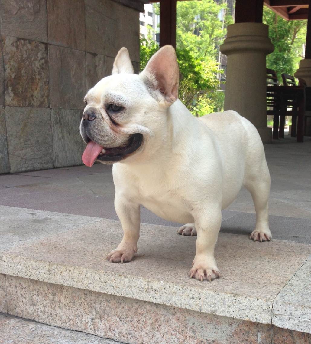 锤系德国牧羊犬