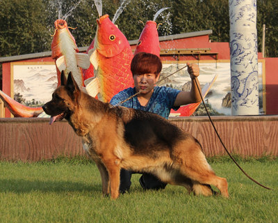 锤系德国牧羊犬