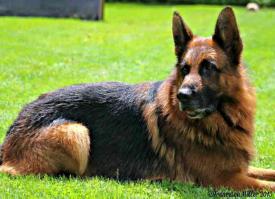 锤系德国牧羊犬