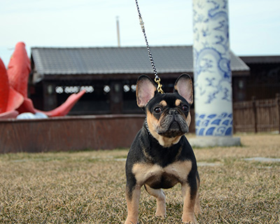 锤系德国牧羊犬
