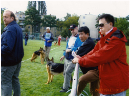 锤系德国牧羊犬