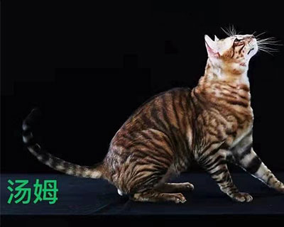 汤姆.jpg
